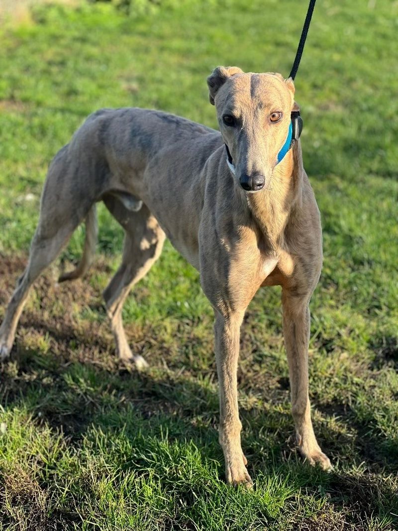 Tigger romford retired greyhounds