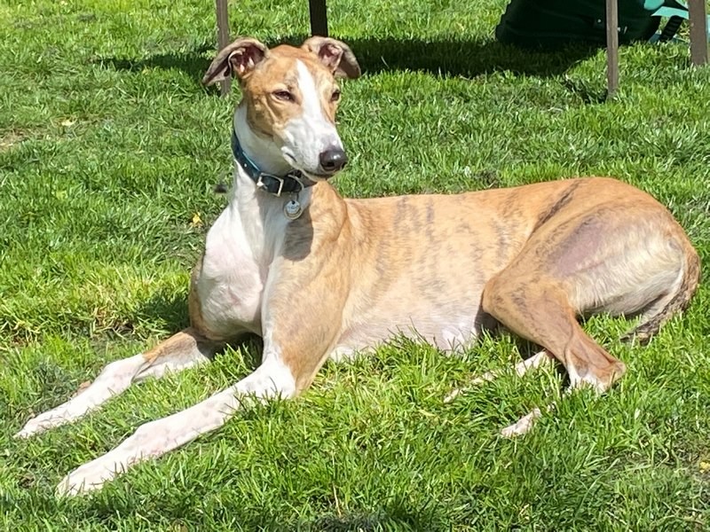 bear romford retired greyhounds